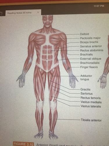 Muscle Terms Anterior Flashcards Quizlet