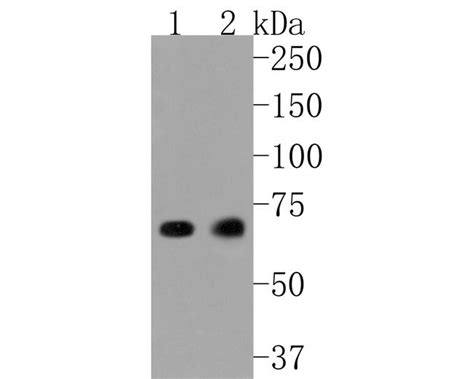 shp2 recombinant monoclonal antibody sn72 02 ma5 41169