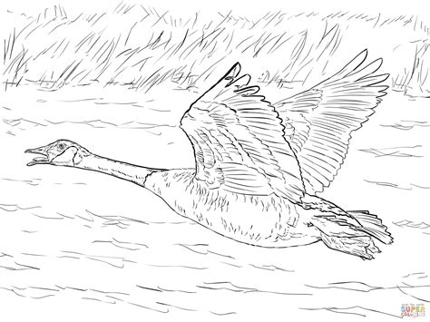 Select from 30459 printable coloring pages of cartoons, animals, nature, bible and many more. Canada Goose in Flight coloring page | Free Printable ...