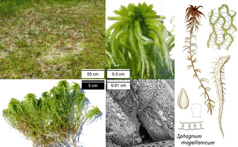 Sphagnum Moss Structures And Soil Pore Sizes A Sphagnum Lawn With