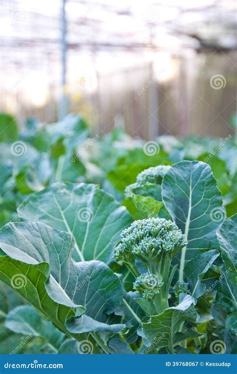 La Ferme De Brocoli En Serre Chaude Image Stock Image Du Agriculture