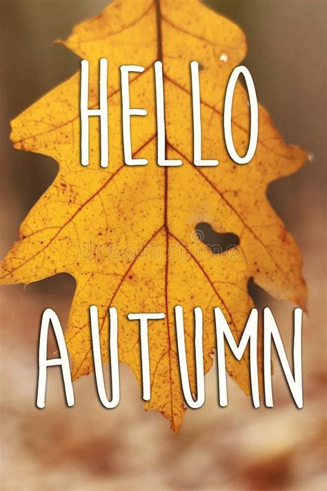 Hello Autumn Fall Text Sign On Beautiful Yellow Autumn Leaf With Stock