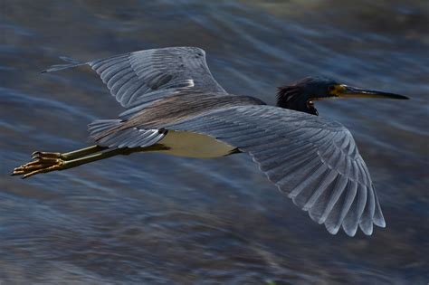 Low Flying Heron | Shutterbug