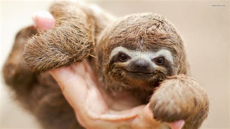 Sloth Wallpaper 72 Images