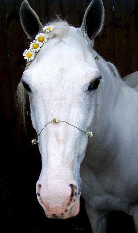 Horse Flower Crown ♡ Horses Pinterest Horse Flowers Flower