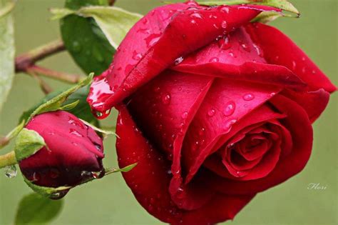 They come in a range of colors, each prettier than the last one. Rose Pictures - Digital HD Photos