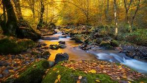 Forest, With, Water, Stream, And, Rocks, Between, Trees, Hd, Nature