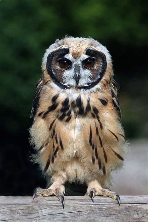 Striped Owl Cutest Paw Animals Beautiful Owl Owl Pictures
