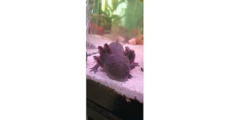 Aquarium Mit 4 Axolotls Und Kühler