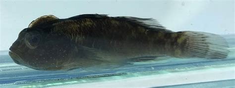 Goby Crested Uconn Fishhead