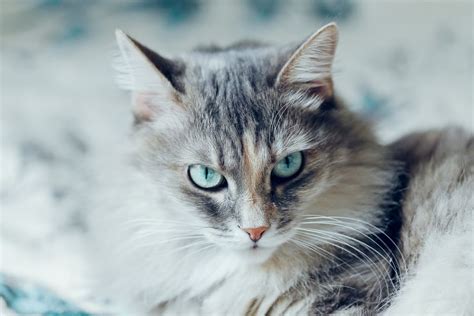 A blue smoke is a solid blue (gray) cat with white roots. Siberian Cat — Full Profile, History, and Care