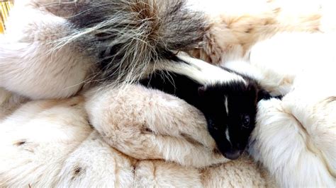 Old Fur Coats Are Saving Baby Animals