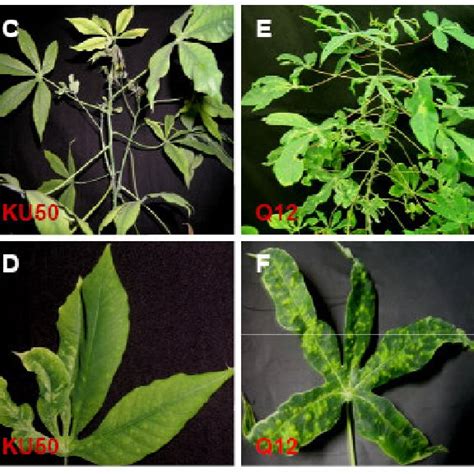 Cassava Mosaic Disease Symptoms On Plant And Leaves Of Different