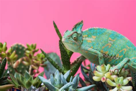 Cute Colorful Chameleon Crawling On Succulents Stock Photo Image Of