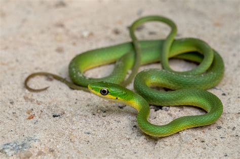 Rough Green Snake South Carolina Partners In Amphibian And Reptile