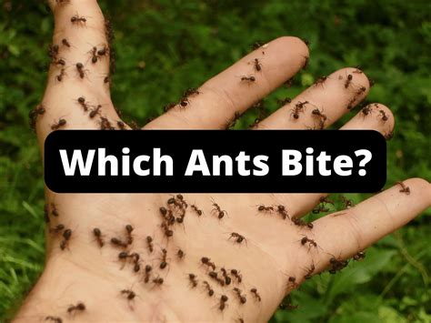 Black Ants Bite