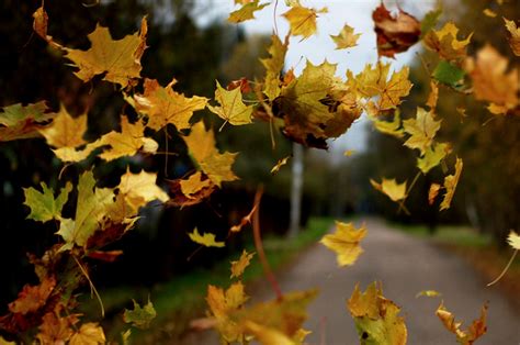 Autumn Wind Wallpapers High Quality Download Free