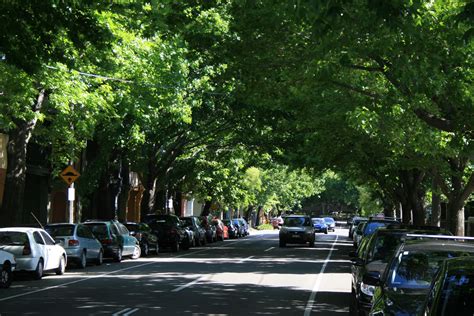Street Trees For A Happier Future Landcare Illawarra