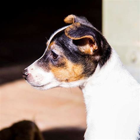 Arna Mini Foxy X Jack Russell On Trial Small Female Jack Russell Terrier X