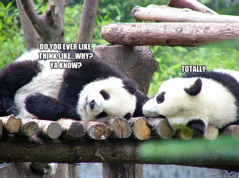 Super High Pandas Memes Quickmeme