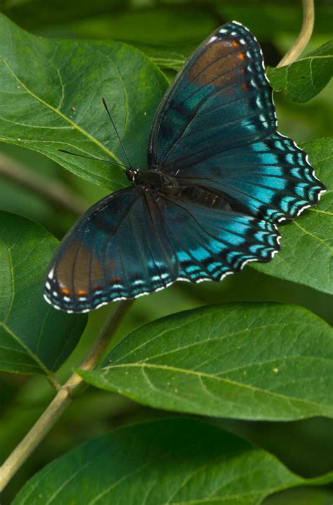 A Blue Butterfly Sitting On Top Of A Green Leaf