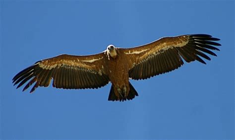 25 Beautiful Burung Vulture Burung