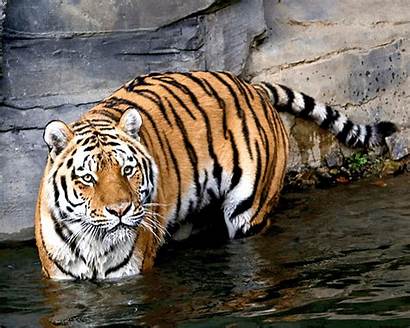 Tiger Water Deviantart Deviant