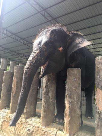 We are committed to ensure the safety of travelers according to the standard operating procedures of the kuala lumpur, batu caves, en nog 3 andere. Kuala Gandah Elephant Sanctuary (Pahang, Malaysia): What ...