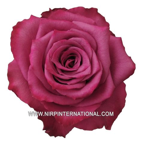 Nirp Assortment Of Our Cut Rose Varieties