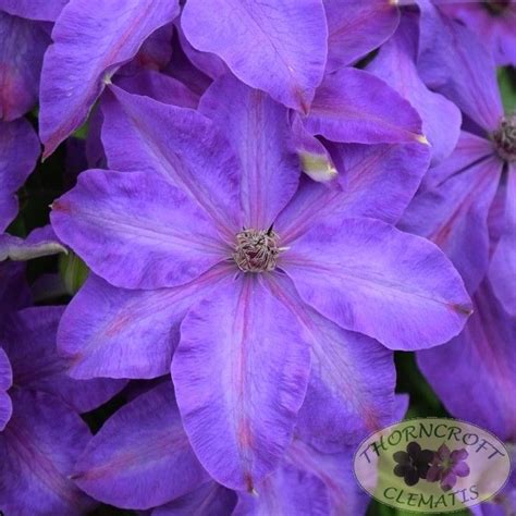Clematis elsa spath is offered in a full gallon size with free shipping! Pin on 3.01 Clematis