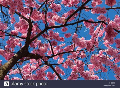 Download This Stock Image Cherry Blossom Against Blue Sky M4be79