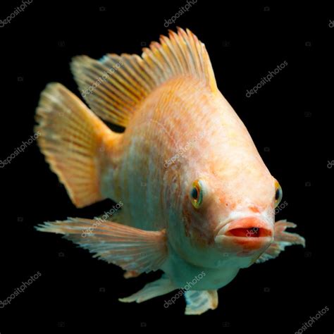 Nile Red Tilapia Fish Stock Photo By ©ammmit 88024518