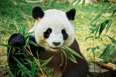 ¿cuándo Comenzaron A Comer Bambú Los Pandas Kiss Fm