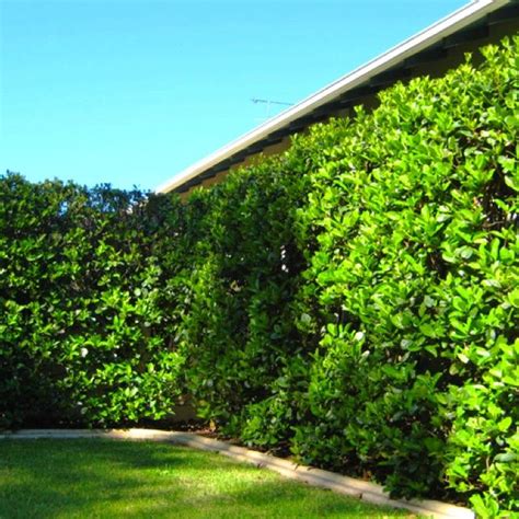 Viburnum Hedge Home Decor Pinterest Privacy Landscaping Hedges