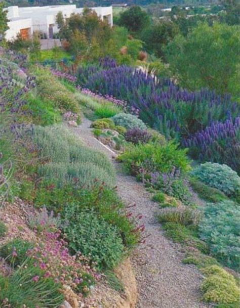Lavender For Hillside Ground Cover 1000 Sloped Garden Backyard