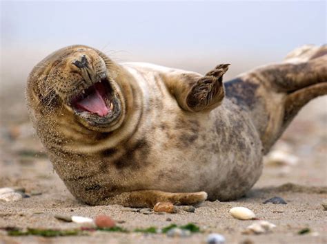 30 Amusing Photos Of Seals Who Cant Contain Their Laughter Bored Panda