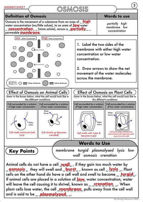 Osmosis And Diffusion Worksheet