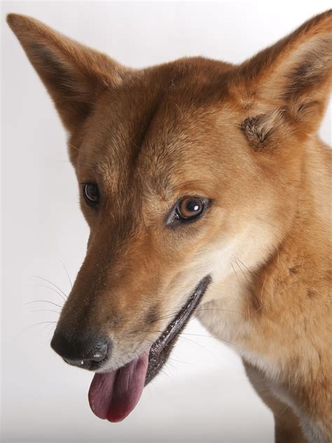 Megszelídít Központozás átfogó Dingo Australian Animals Szerzetes