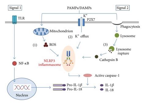 Models Of Nlrp3 Inflammasome Activation Signal 1 Activates The