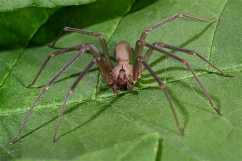 Where Do Brown Recluse Spiders Live The Us Sun The Us Sun