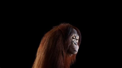 Photography Mammals Monkeys Simple Background Orangutans