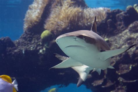 See The Shark Experience Sea Life Birmingham Aquarium
