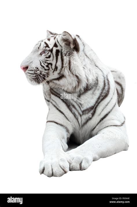 White Bengal Tiger Isolated On White Background Stock Photo Alamy