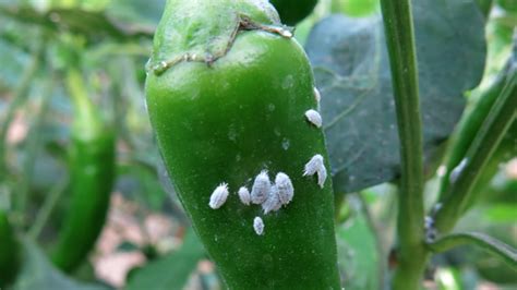 Monitor For Mealybug In The Greenhouse With These Tips Greenhouse