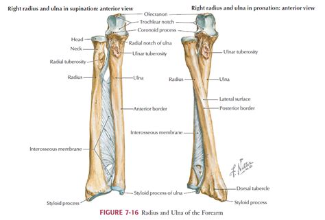 Labeled medical scheme with humerus, muscle, radius and ulna isolated closeup. Radius And Ulna Anatomy