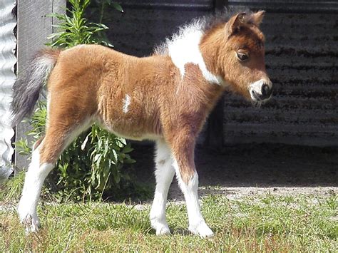 Miniature Horse Foal Want Baby Animals Pictures Animal Babies
