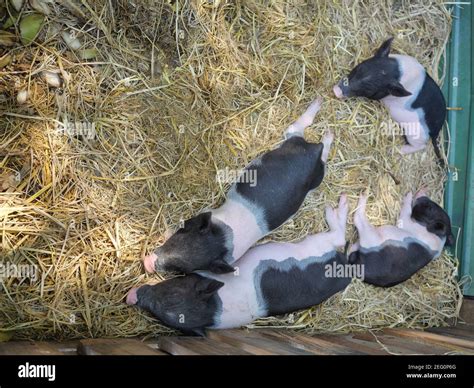 Four Baby Vietnamese Pot Bellied Pigs Sleeping On The Yellow Straw In
