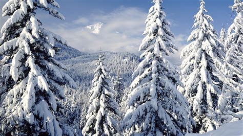 Snowy Trees Wallpaper 4k White Tree Winter Blue Sky Canvas Spatula