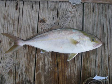 Amberjack Worms