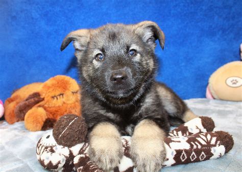 Norwegian Elkhound Puppies For Sale Long Island Puppies